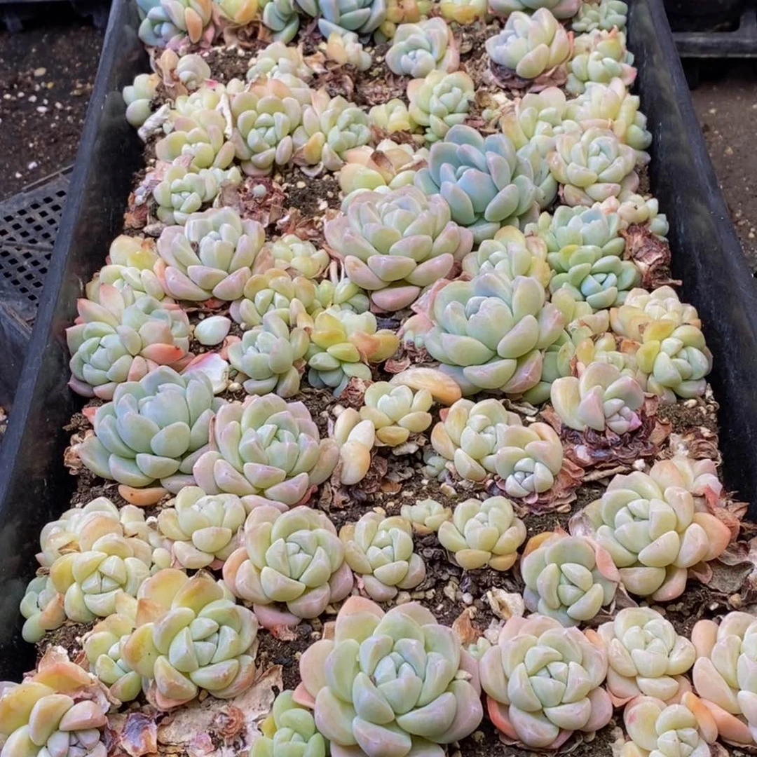 888多肉植物保护研究所所长