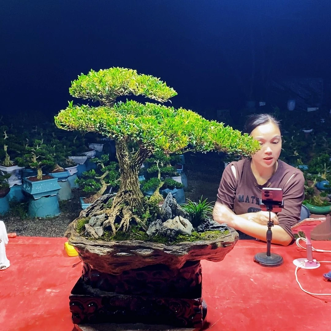 当前无花朵，栽培后可花朵