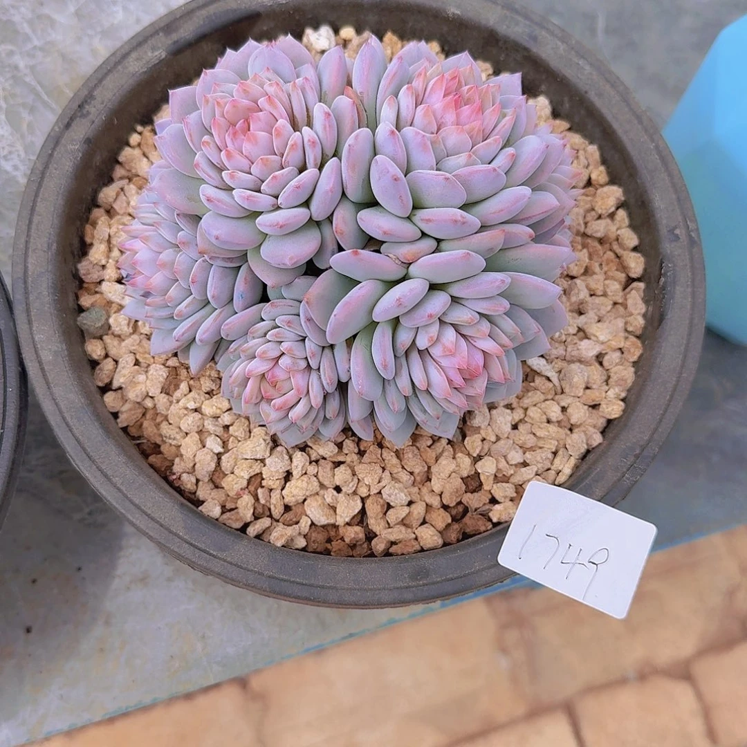 慧***雅1749星星橙多肉植物