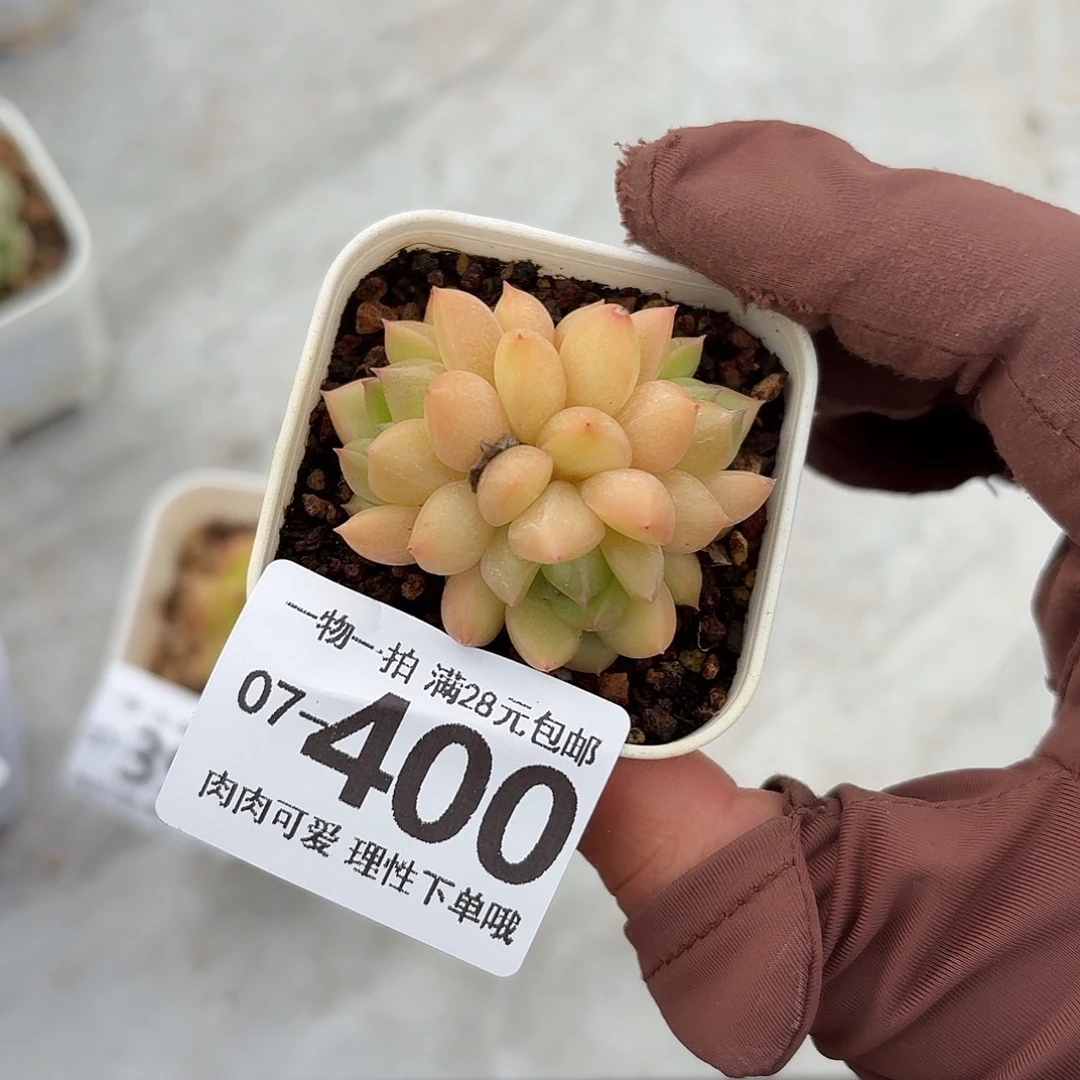 梦龙多肉多肉无盆土发货无盆