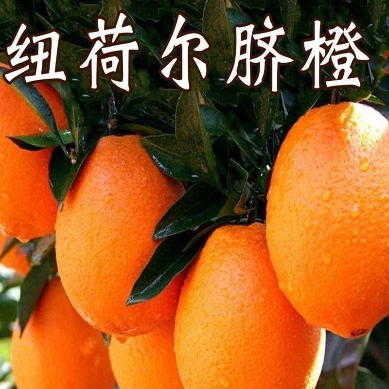 正宗重庆奉节脐橙新鲜采摘当季新鲜纽荷尔