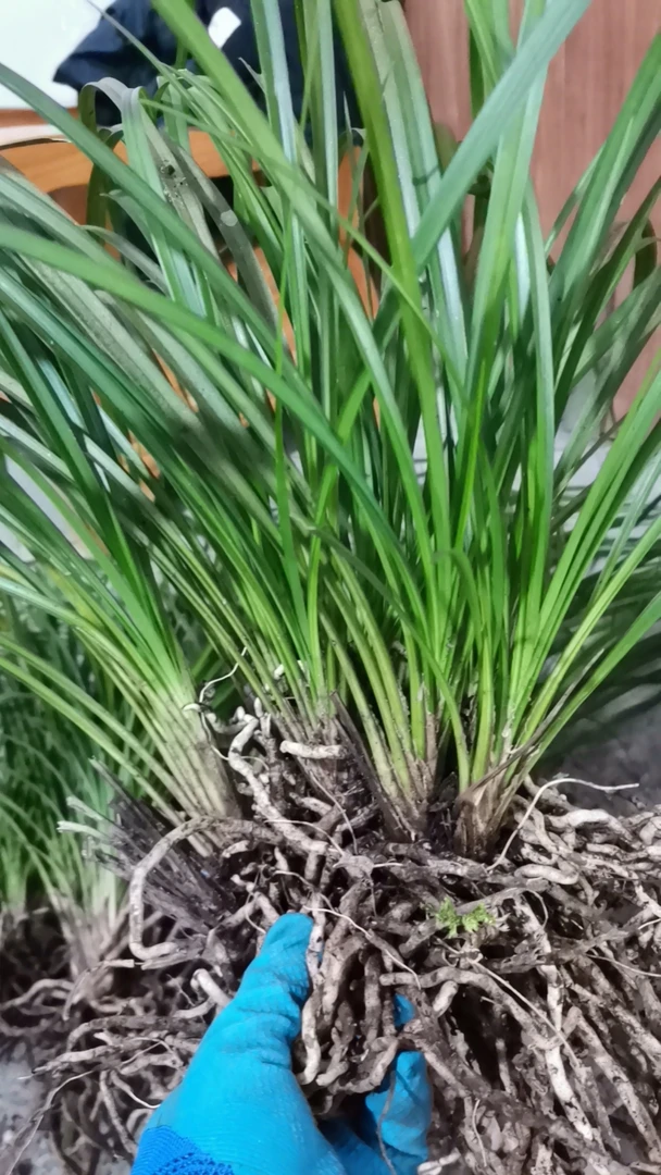 品种，秋芝，矮庄草