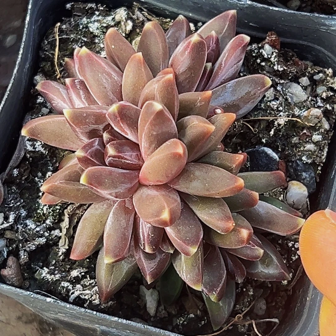 桔云多肉美人精品系列