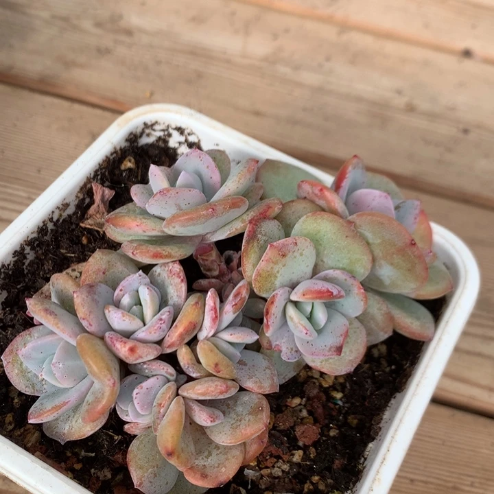 多肉植物韩版奶茶自然群8头