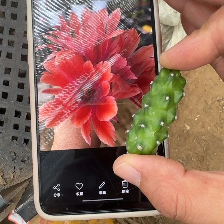 208红水仙一个无根侧牙软,20包邮