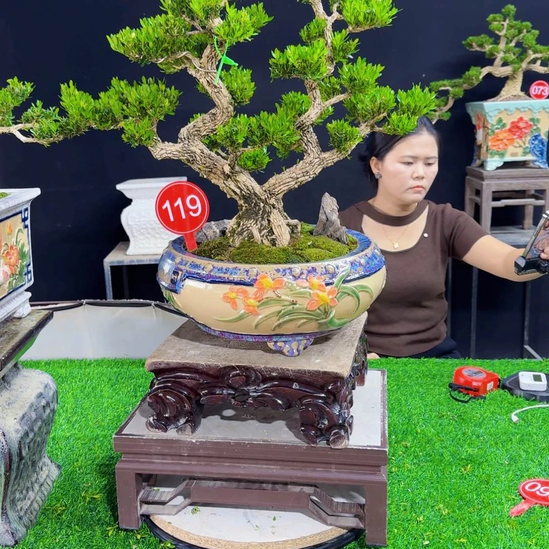 当前无花朵，栽培后可花朵