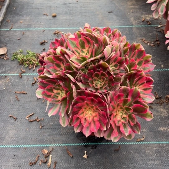 七彩石一颗包邮福利