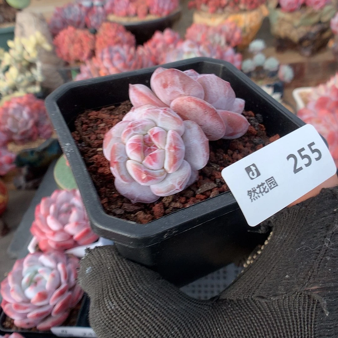 255星影多肉植物66666