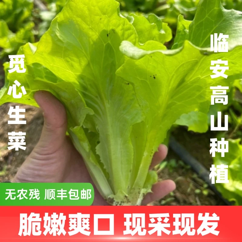 【觅心农场】生态自然蔬菜生菜脆嫩爽口3斤装