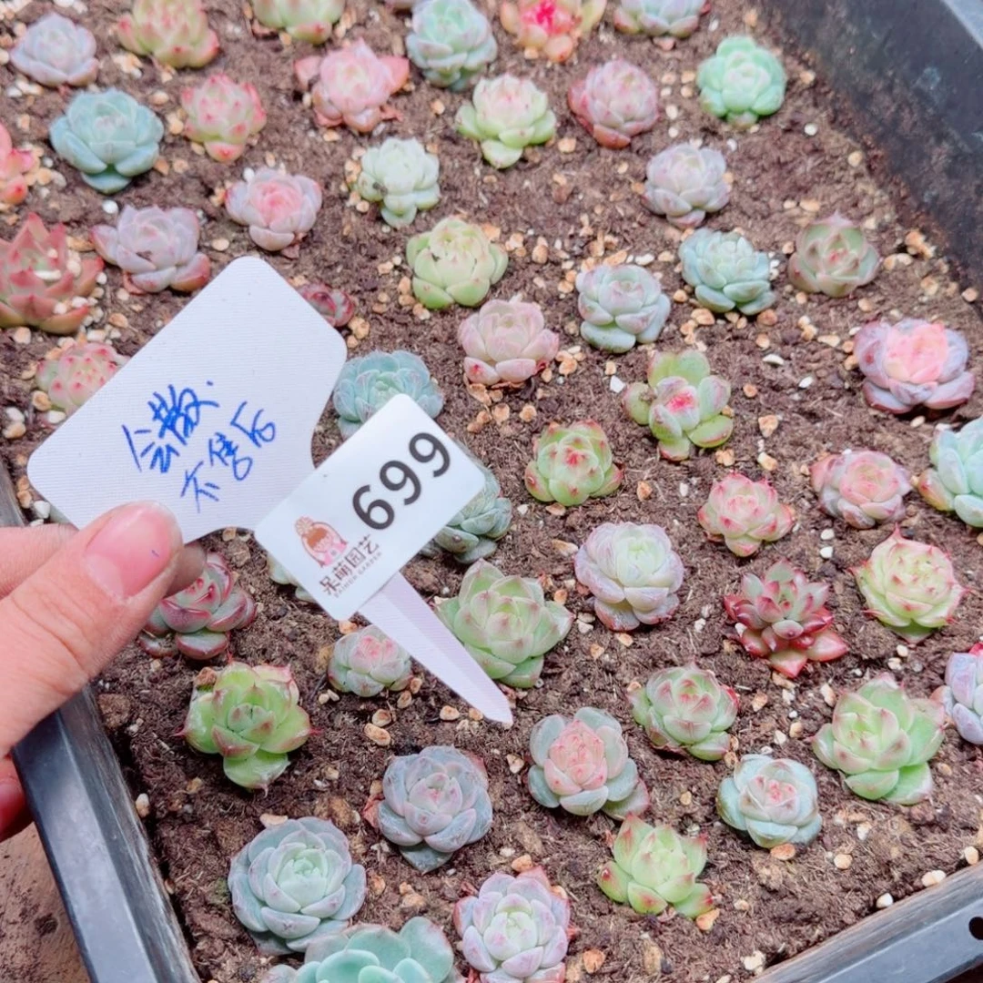 多肉植物多肉植物