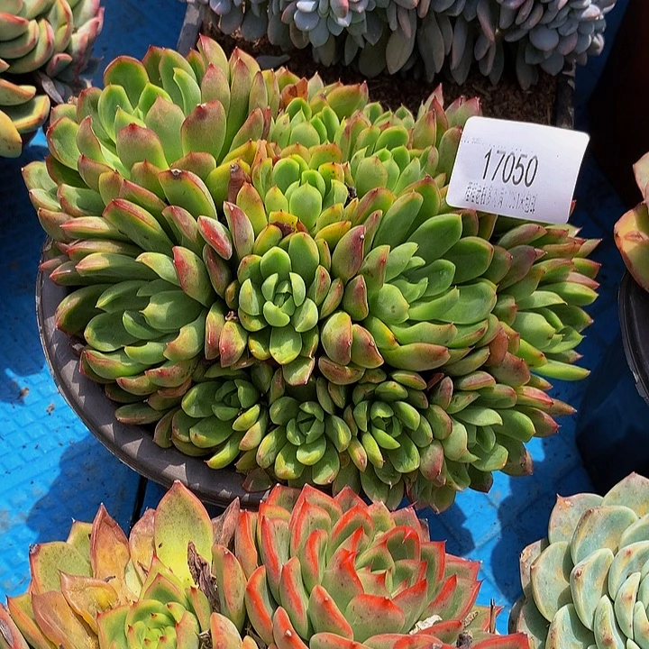 一***一绿龙17050多肉多肉率