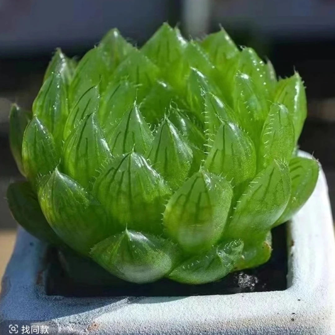 多肉万象玉扇玉露寿英水晶姬玉露好养活热卖新款办公室