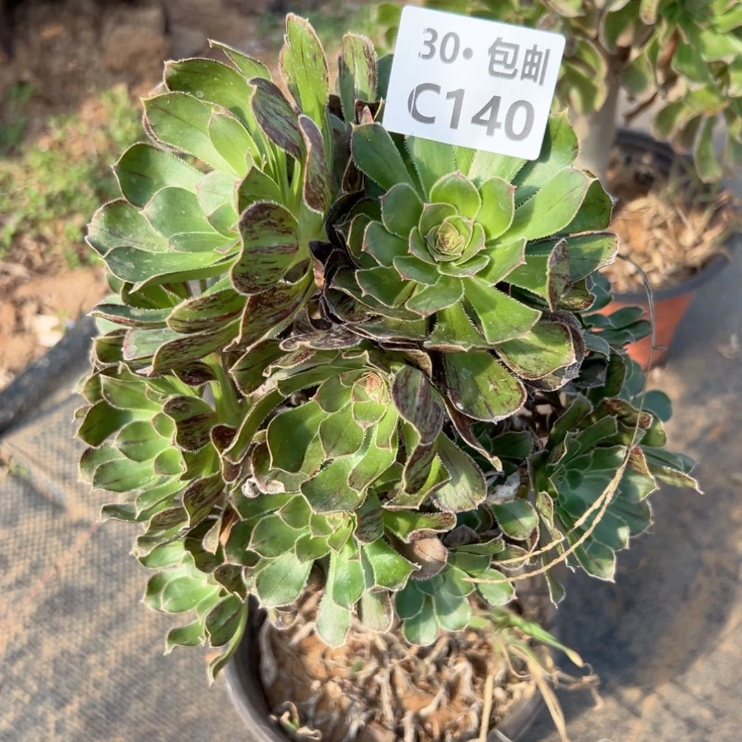 140拉丝锦多肉法师