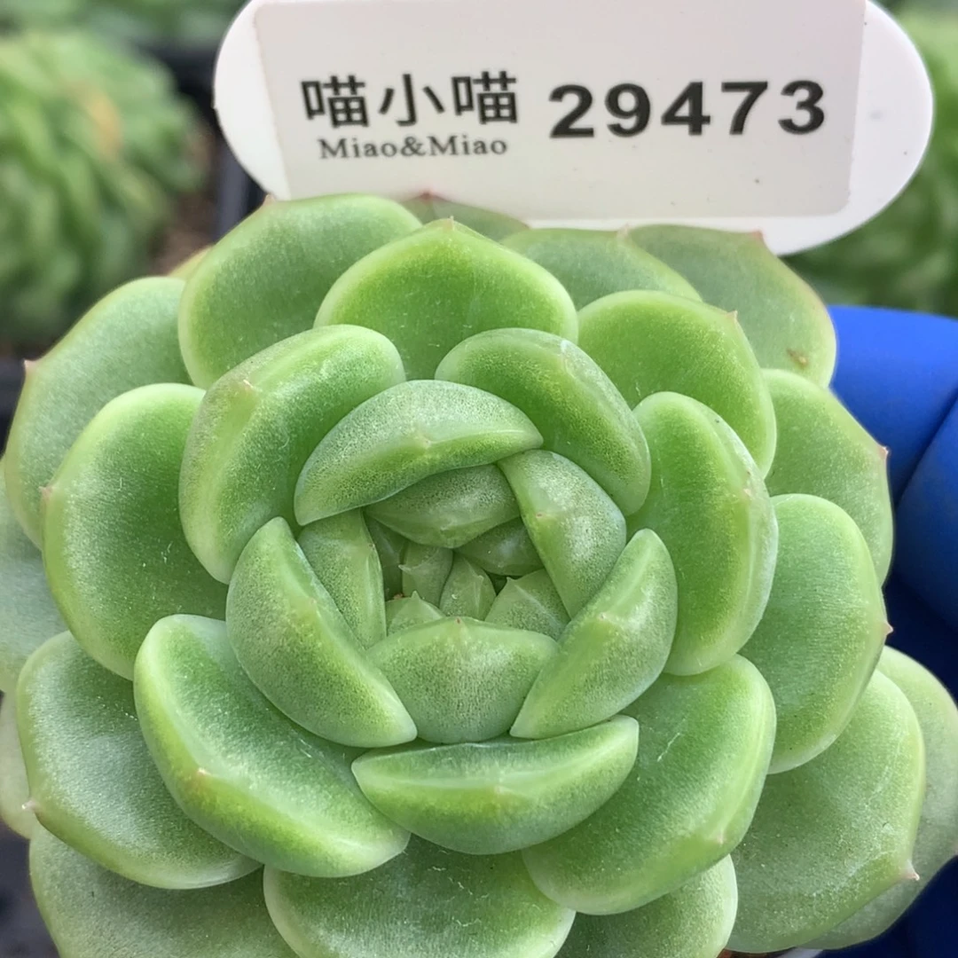 多肉植物杂交珍妮