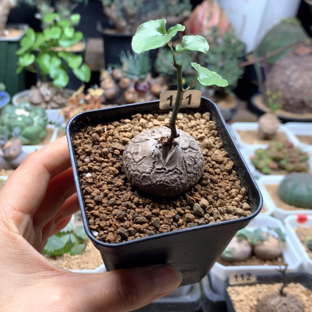 南非龟甲龙带盆111