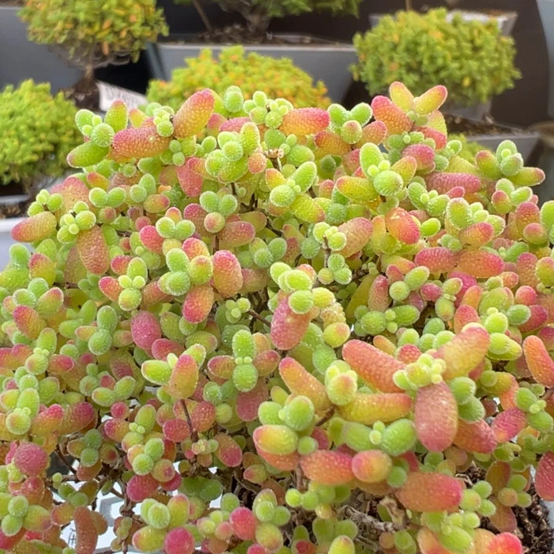 【闪购商品】dy6647精控蜜橘冠幅7.5cm
