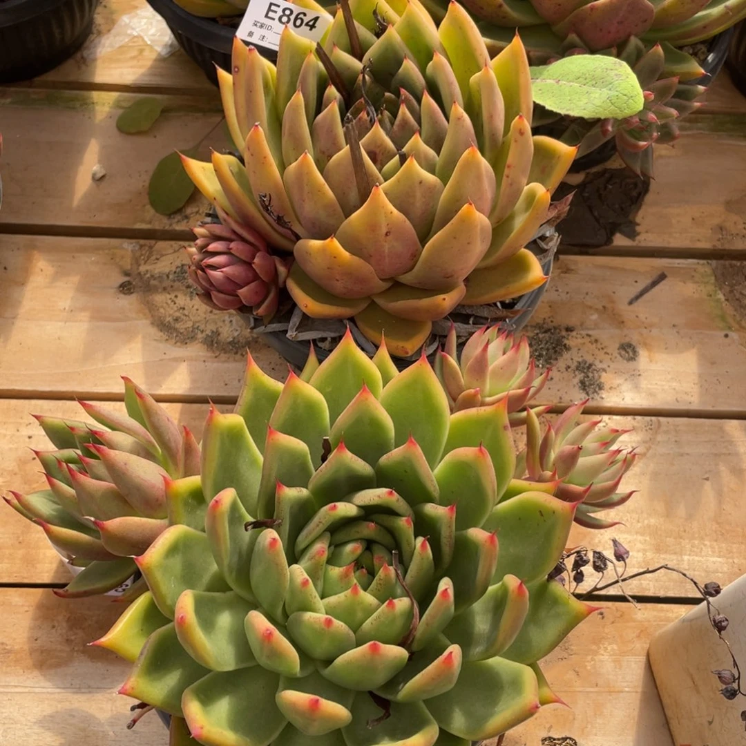 无花朵若如东云组拍E864