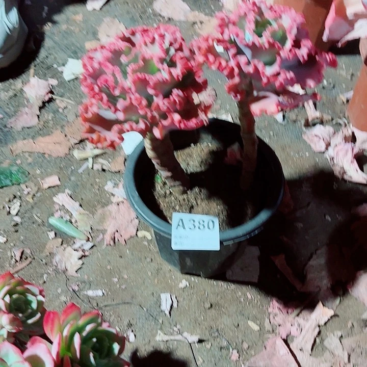 百***果女王花粒多肉植物380