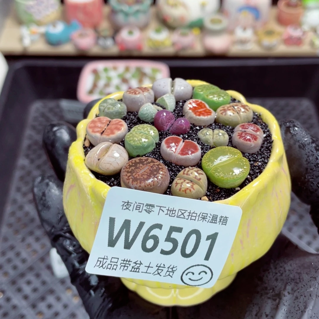 夜间零下地区拍保温箱w6501