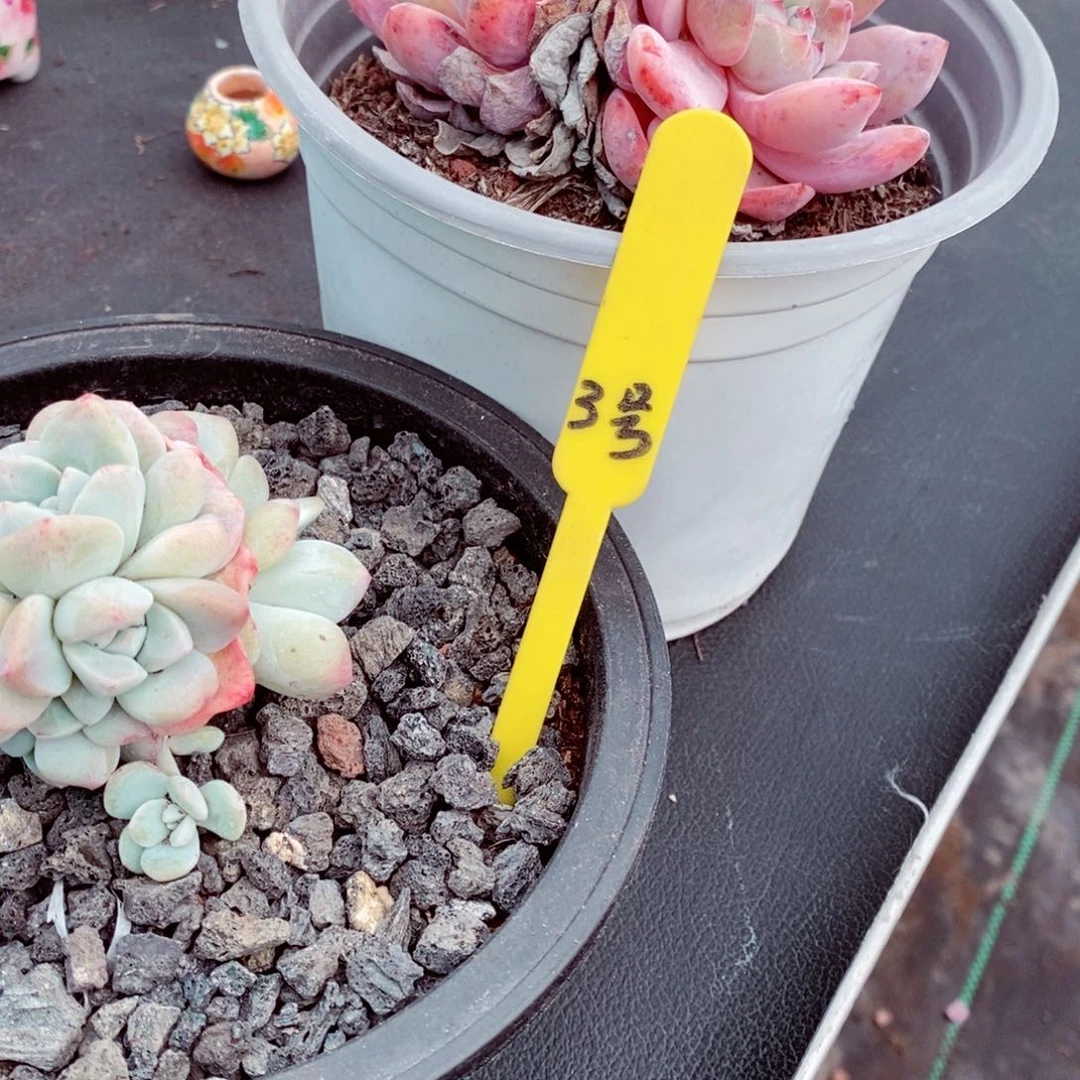 知****架3号的肉肉肉肉肉肉