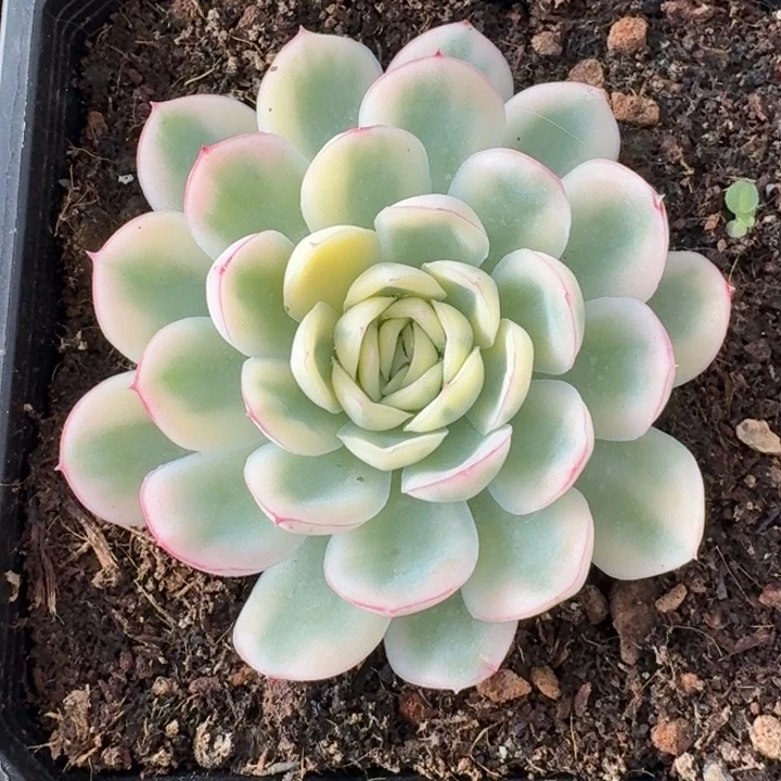 草莓冰锦一物一拍