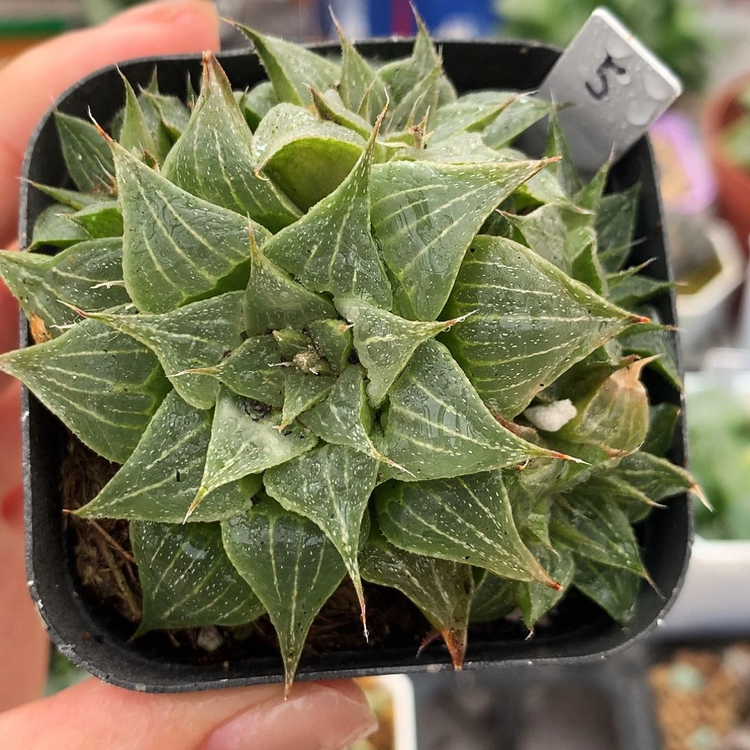 葫芦寿，一物一拍，5号