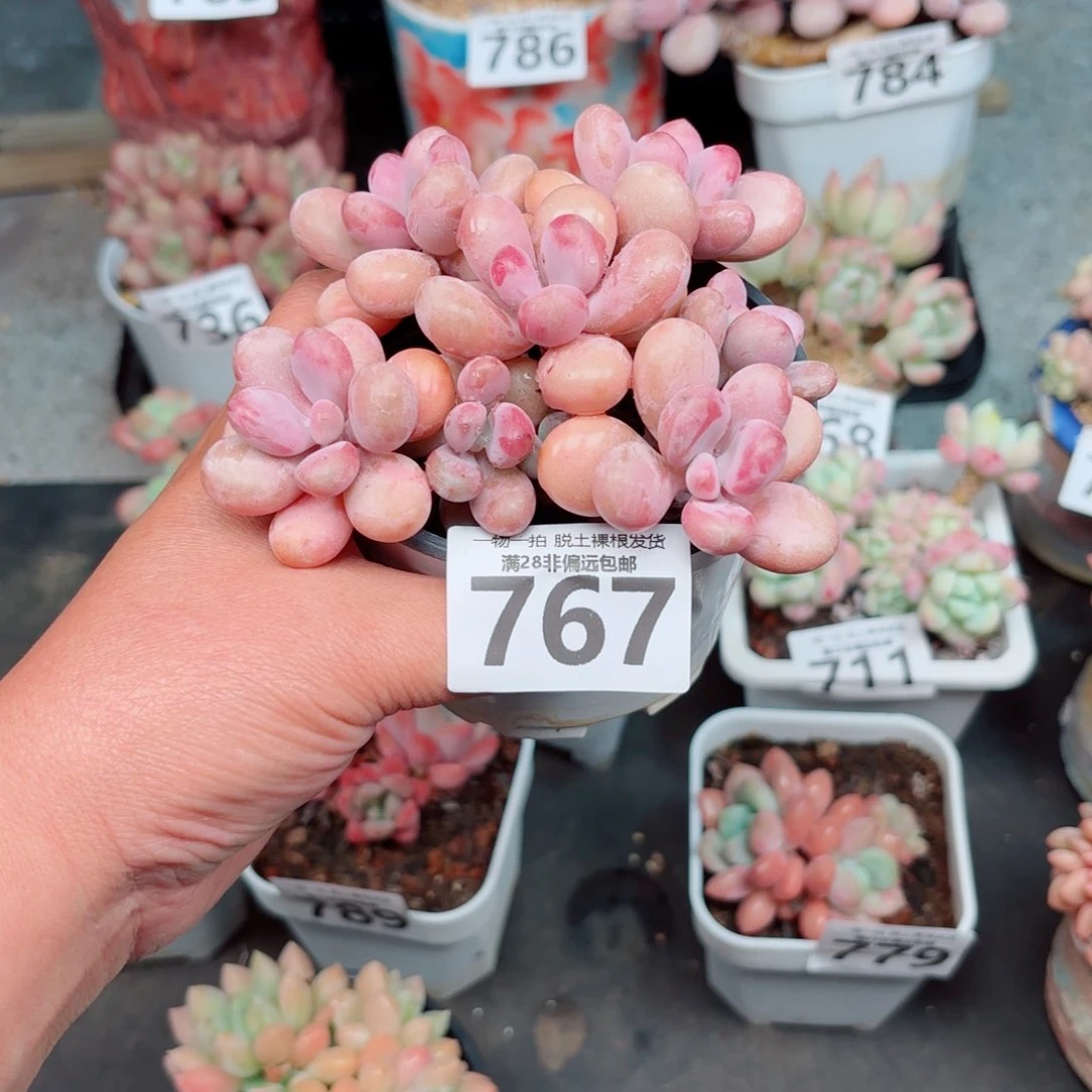 见***青桃蛋7头多肉肉多多