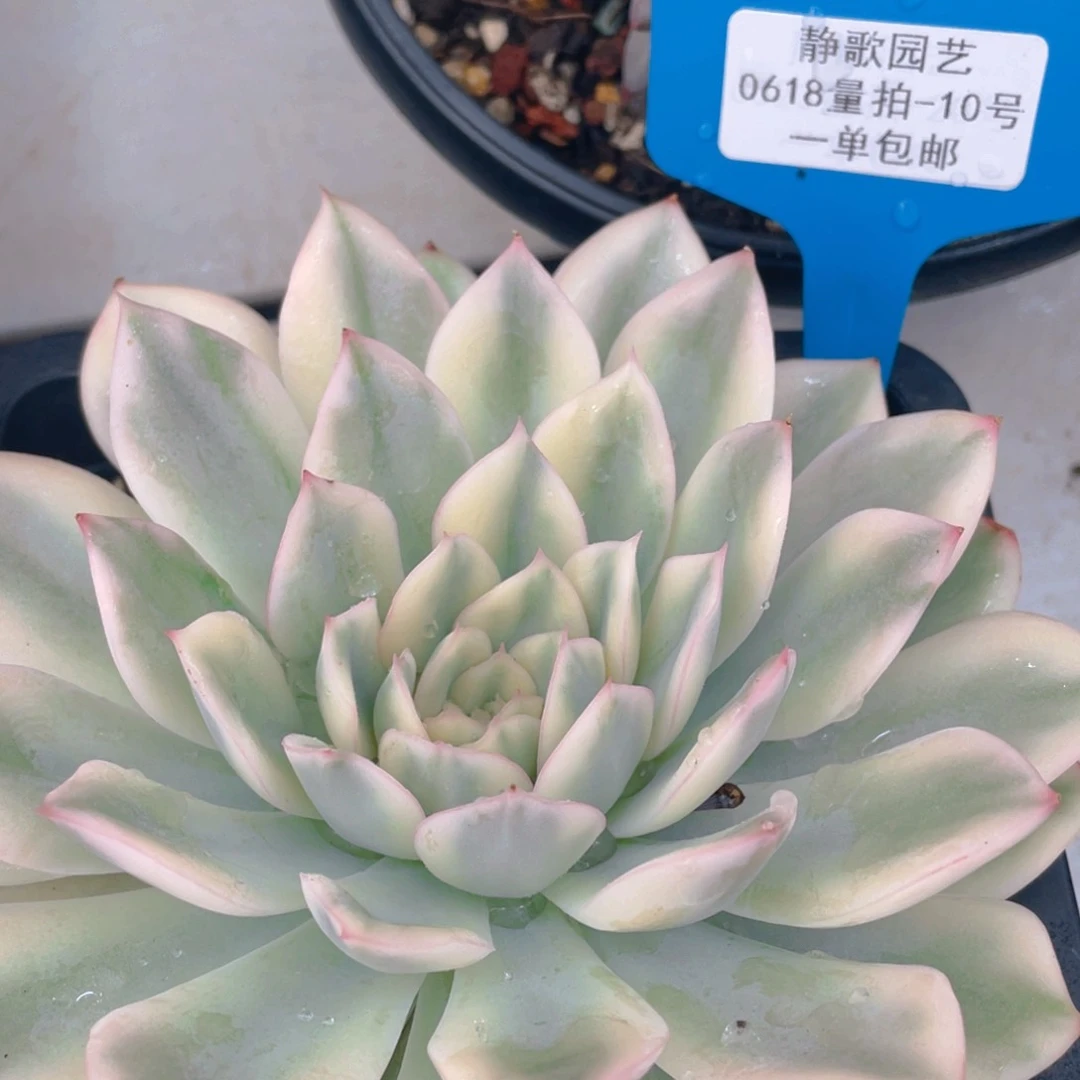 0618-10-月亮仙子锦单头一颗