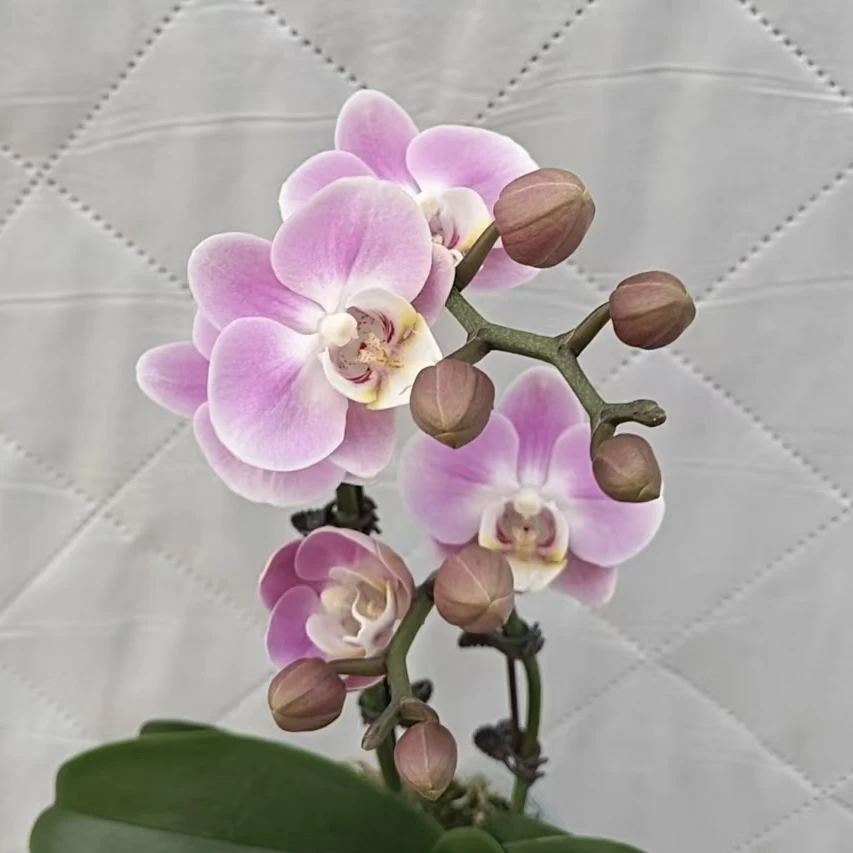 年华双支花剑蝴蝶兰 年宵花盆栽花卉多年生室内阳台易养护爆花强