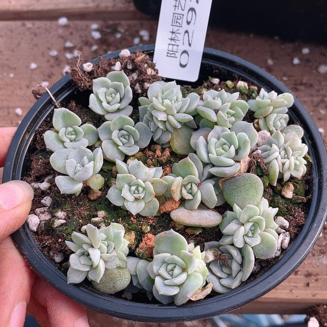 也***谁多肉植物多肉植物292