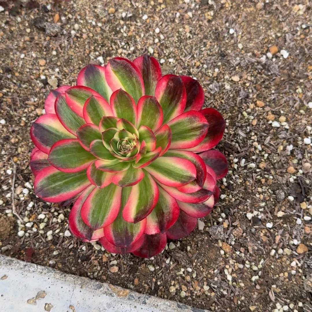 心**佛爱丽丝 粉冠 维纳七彩寄养发货