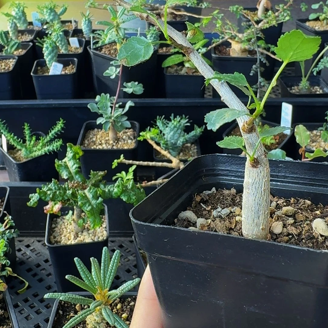 奶香味➕薄荷味 干透浇透 实生纳马橄榄带盆土包邮