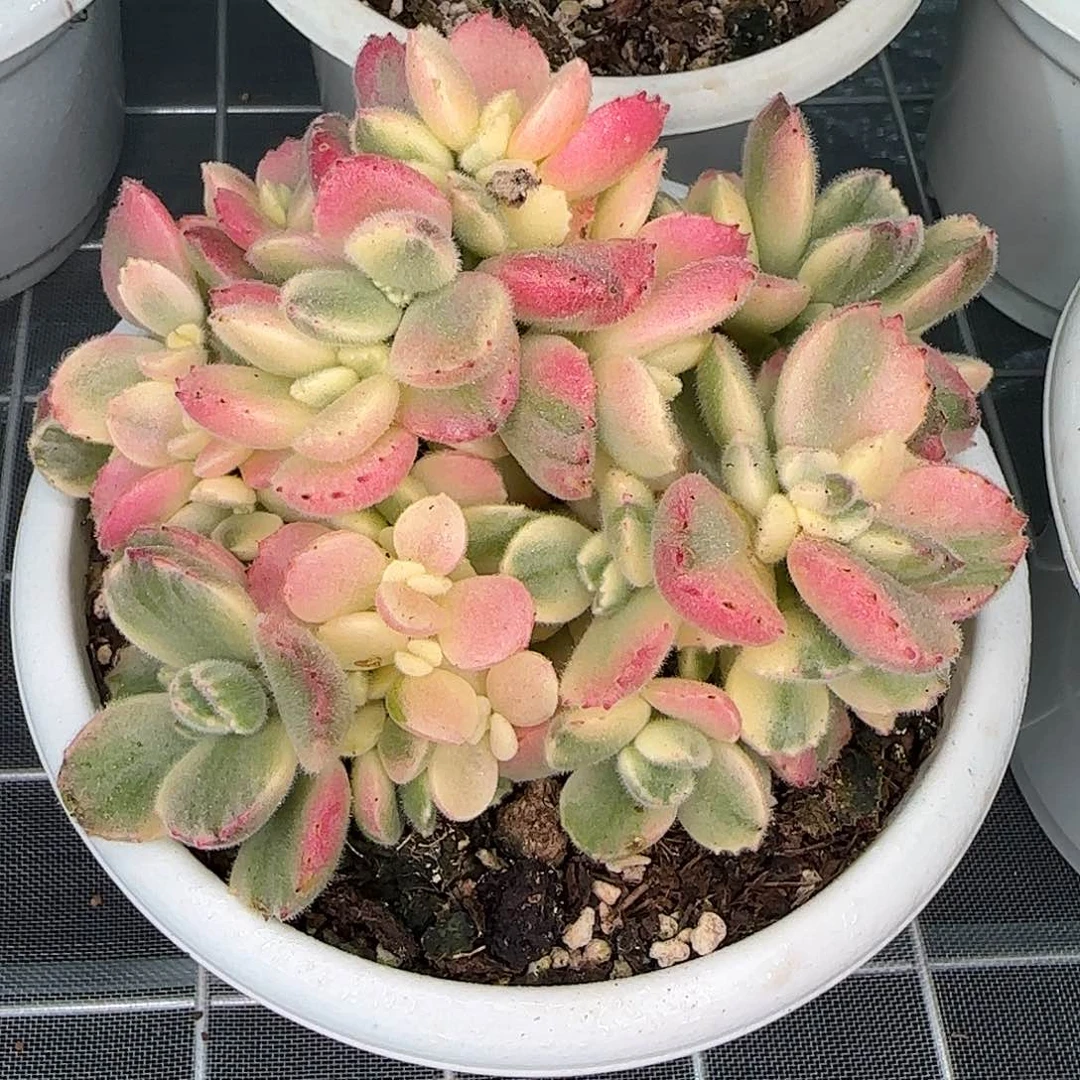 从前慢花园精选彩虹熊