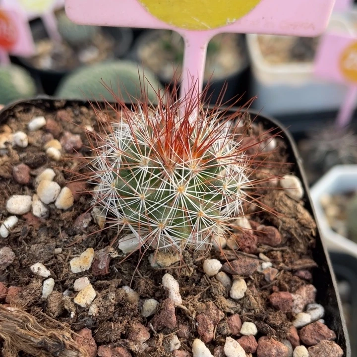 实生马库斯2720000000