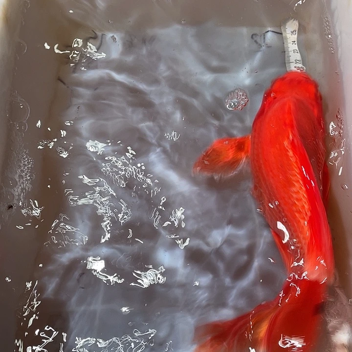 蝴蝶鲤鱼渔场直发106