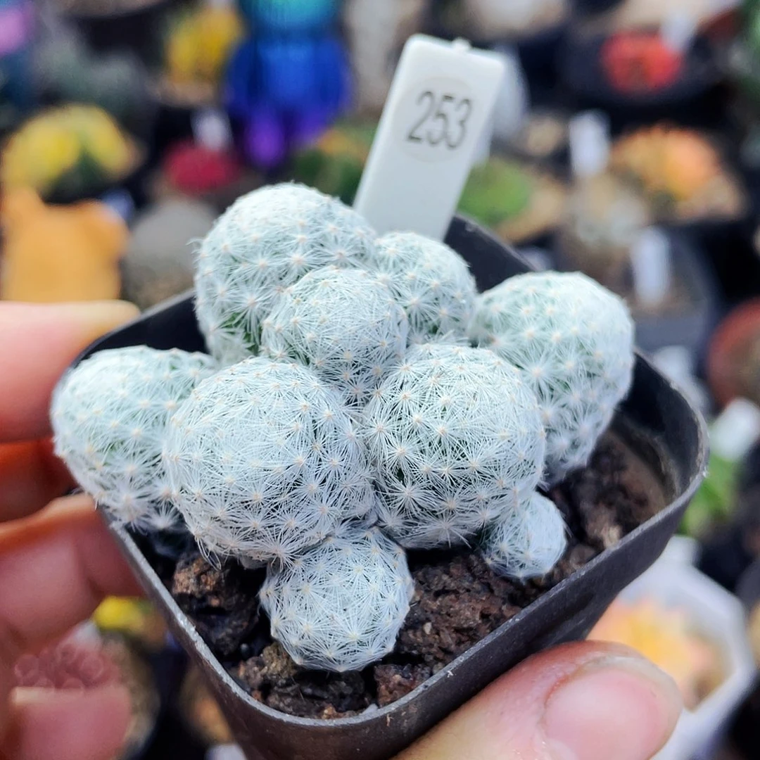 非偏远地区满25包邮仙人球