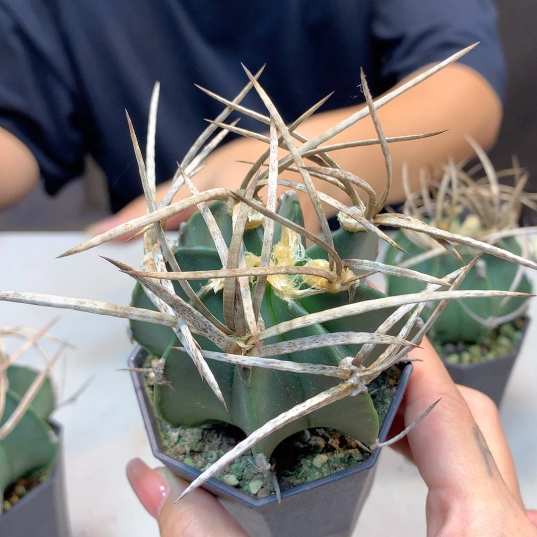 实生 卷豪刺 水牛角 球体7公分起发