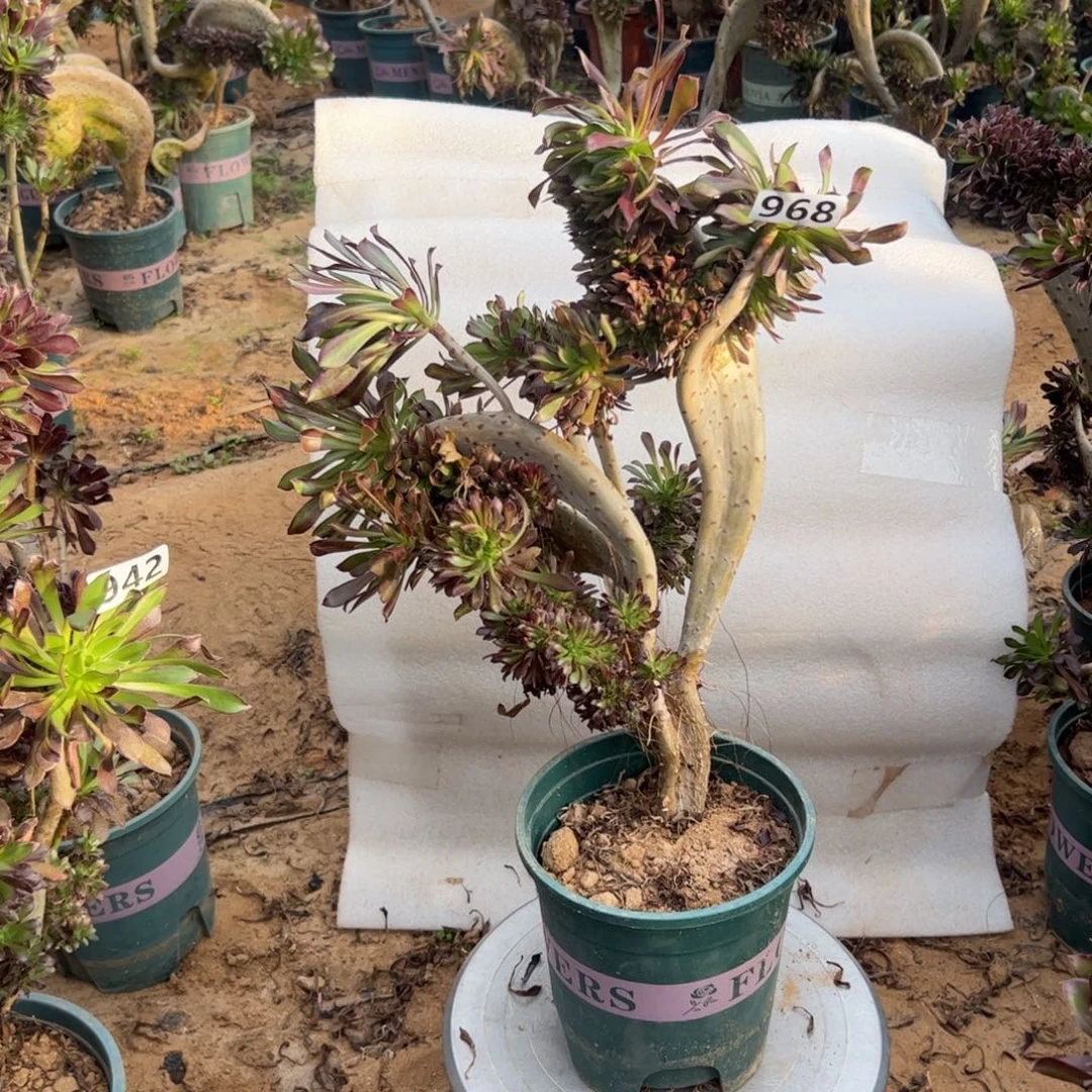 有伤黑缀968高度38厘米