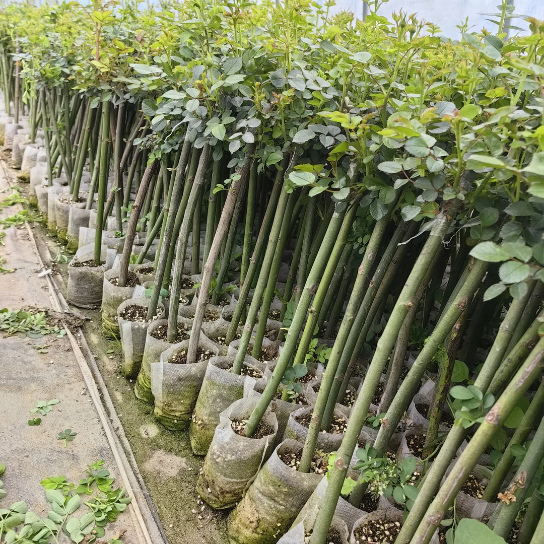 8棵起拍，棒棒糖月季树带叶修剪发货枝旺花多