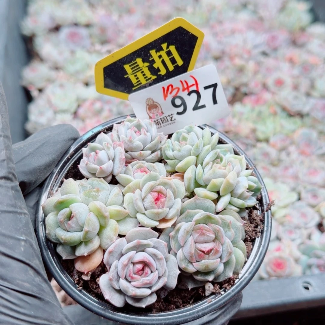 多肉植物多肉植物