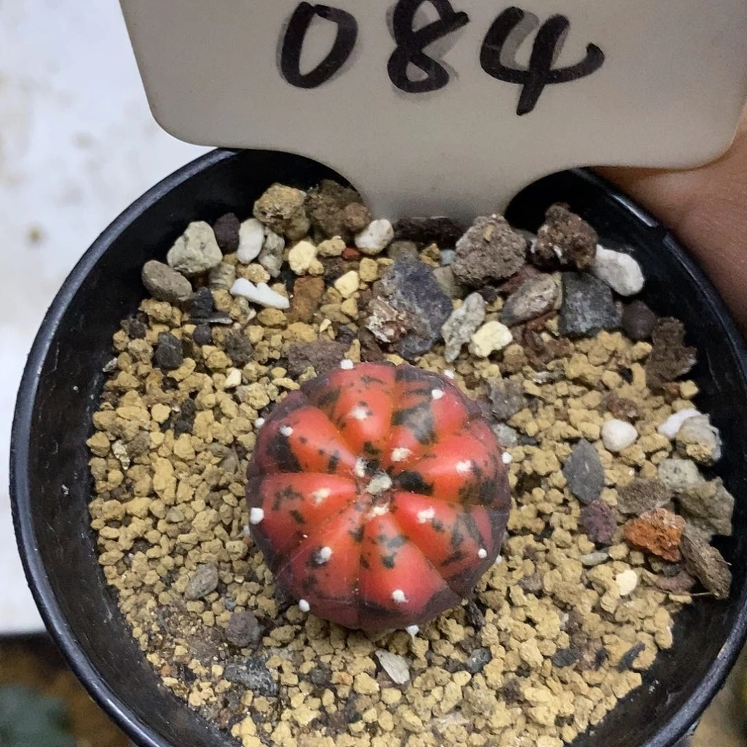 084福利特价来了啦