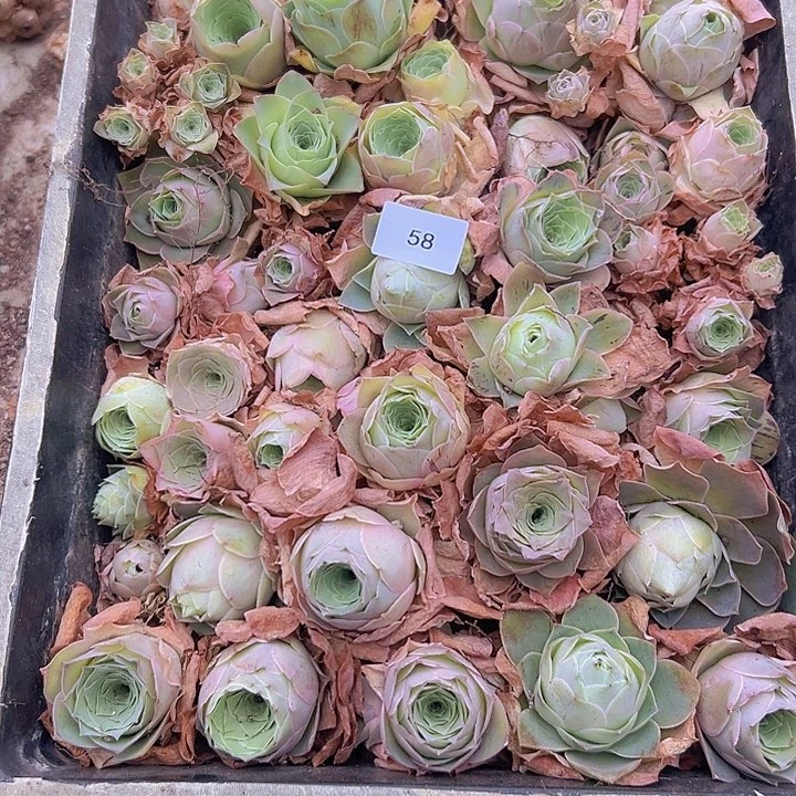 山地玫瑰多肉植物山地58