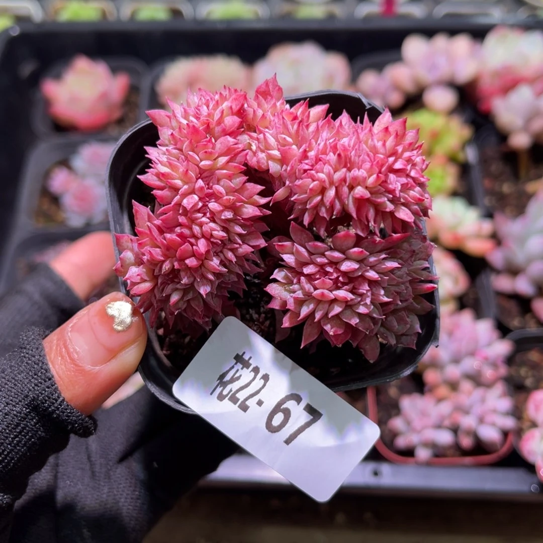 花22-67火焰杯缀化