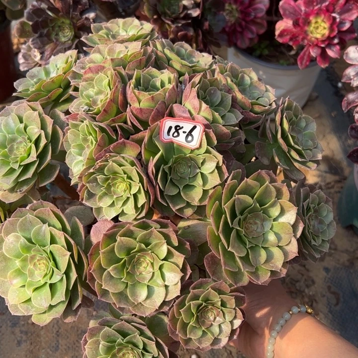 万圣节多肉植物18-6