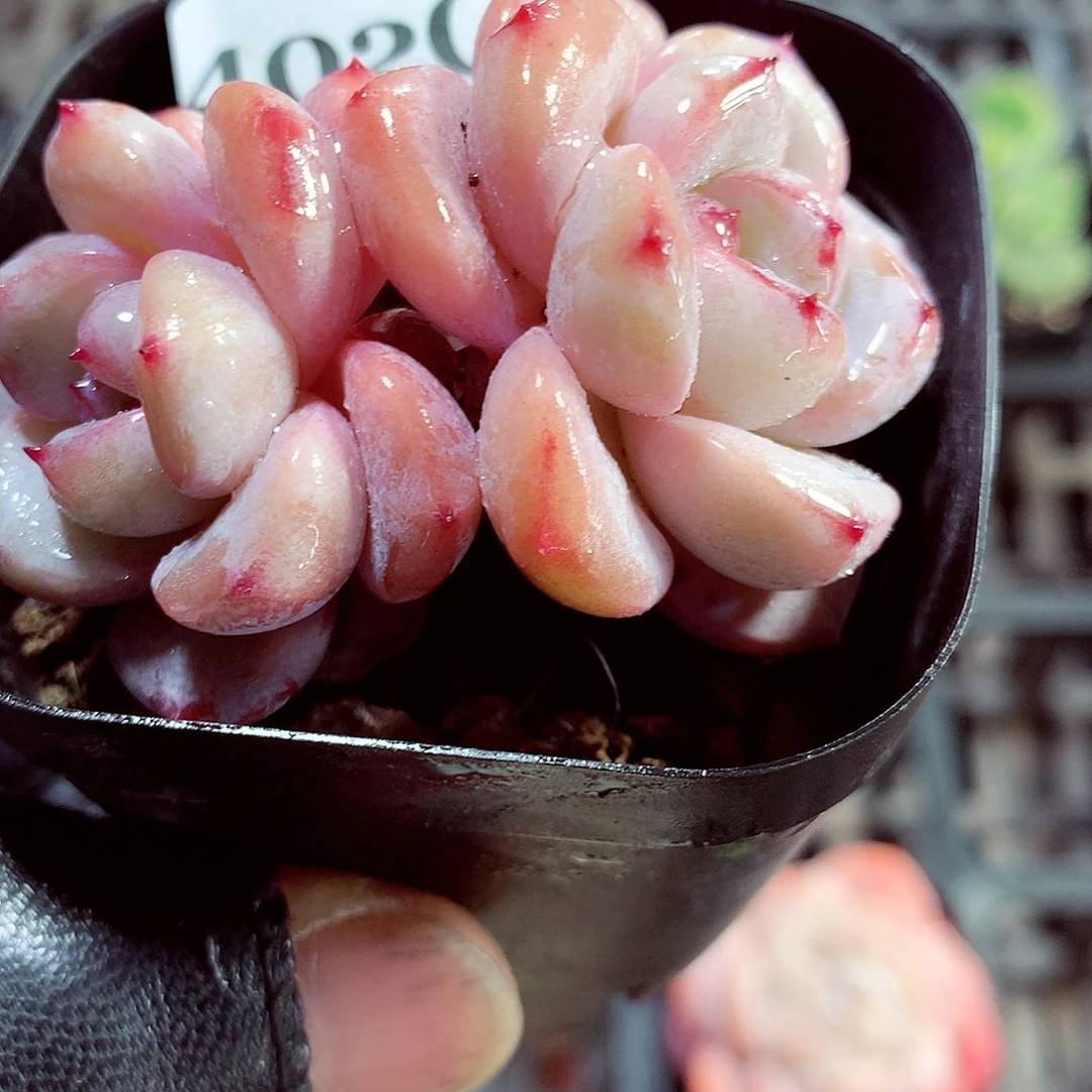 5厘米盆精控多肉402