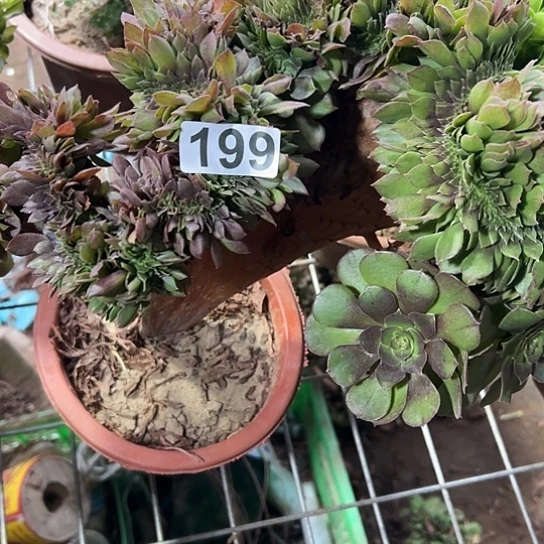 佳***化一颗多肉大事植物 199