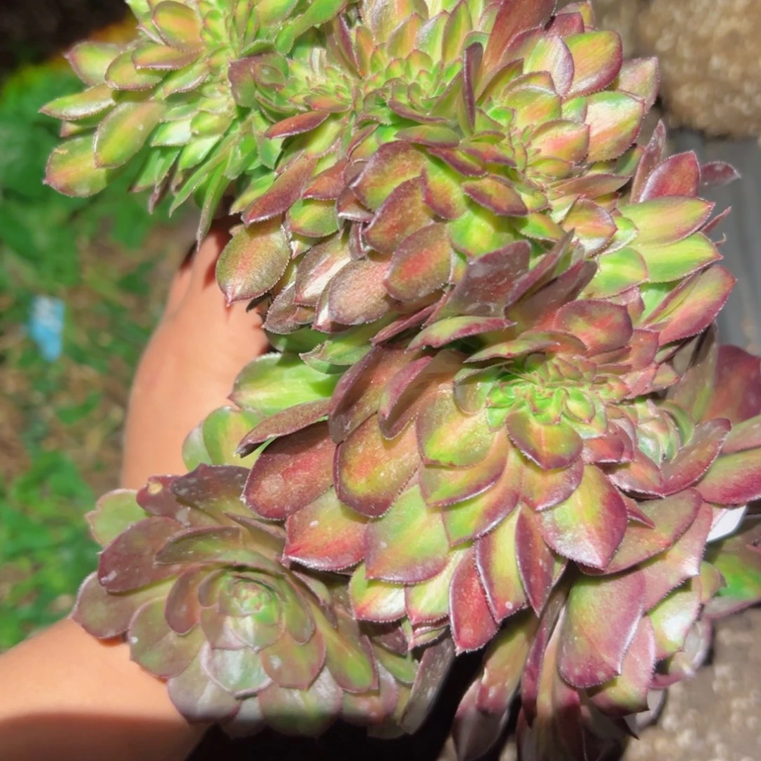 868 号多肉植物法师新年福利