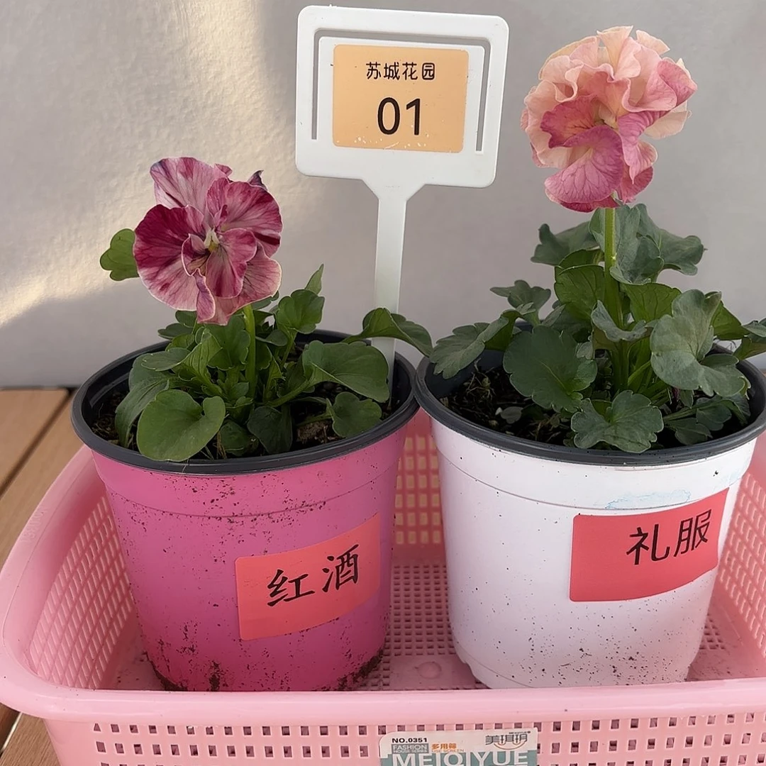 大部分开放少量花苞01