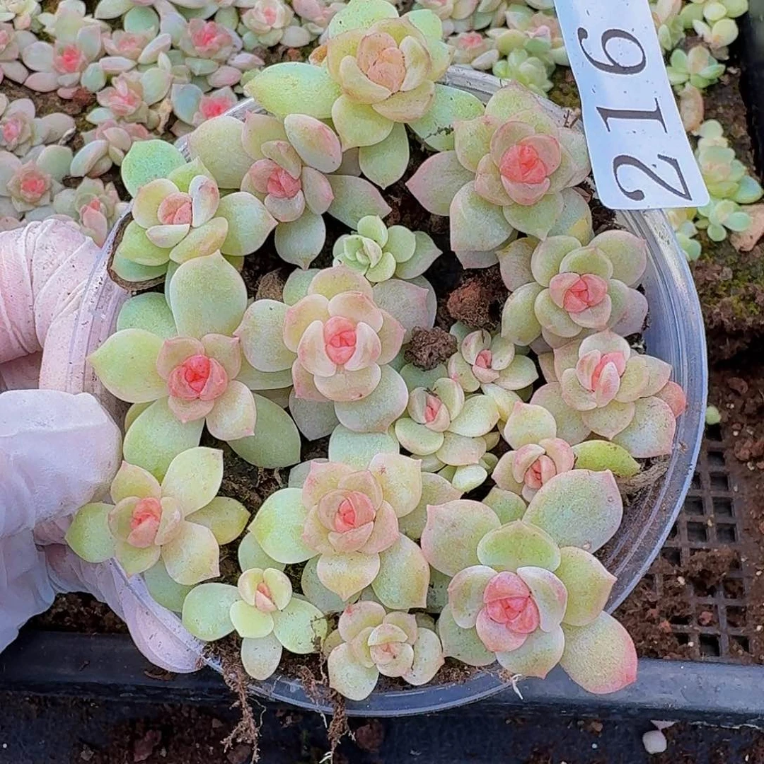 多肉植物多肉植物216