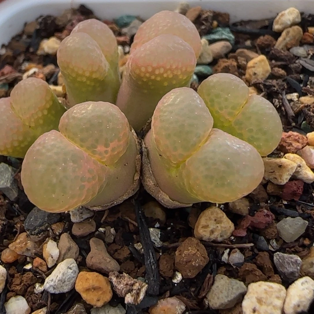 多肉植物1453.9粉樱64号（满38元包邮）